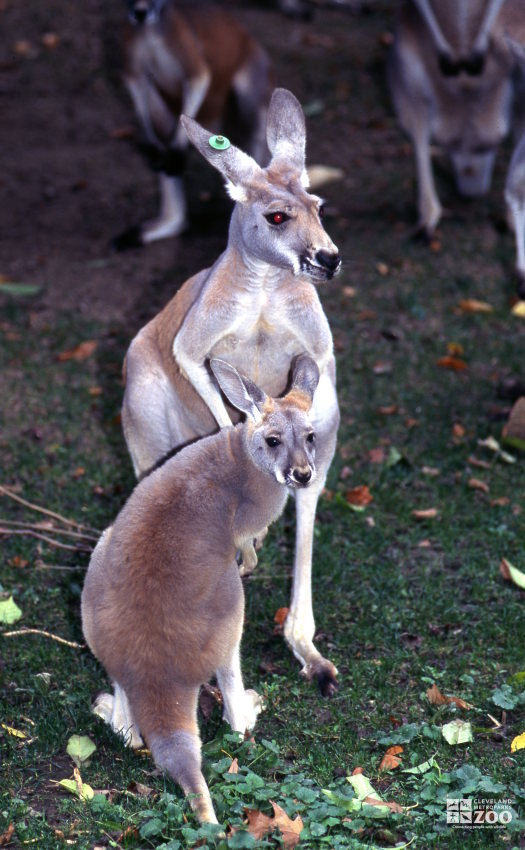 Kangaroos, Red 