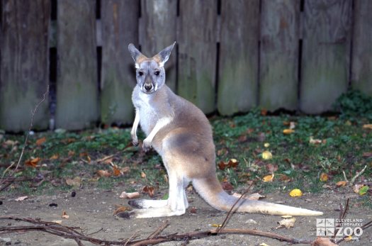 Kangaroo, Red Up Close Of Joey 2