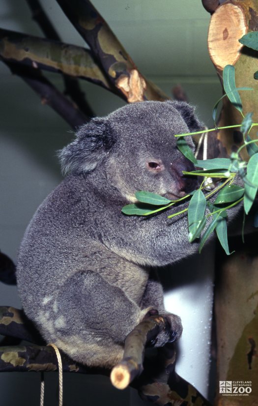 Koala, Queensland Eating Eucalyptus 