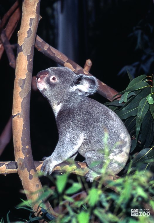 Koala, Queensland Sitting On A Branch