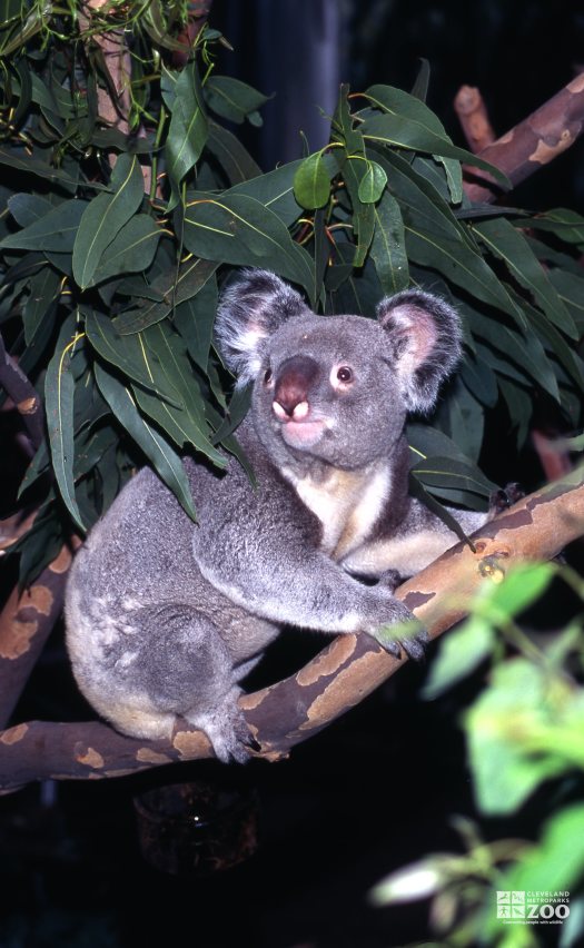 Koala, Queensland Hiding Under The Eucalyptus 