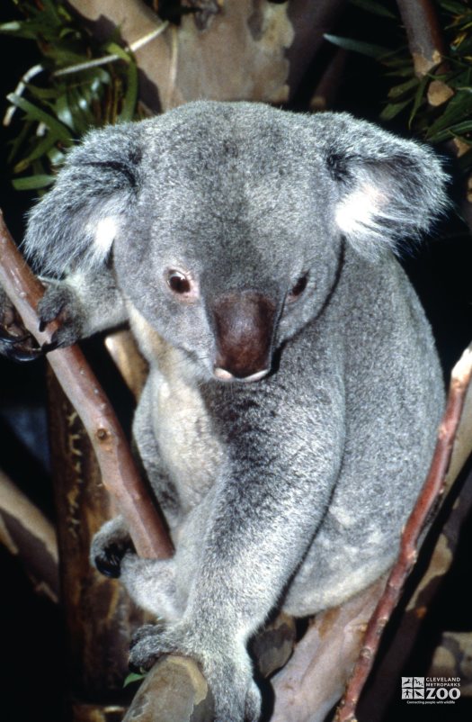 Koala, Queensland View From Above