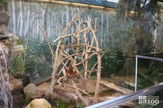 Gum Leaf Hideout, Tree Kangaroo Enclosure