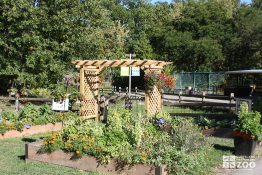 Community Garden 2013