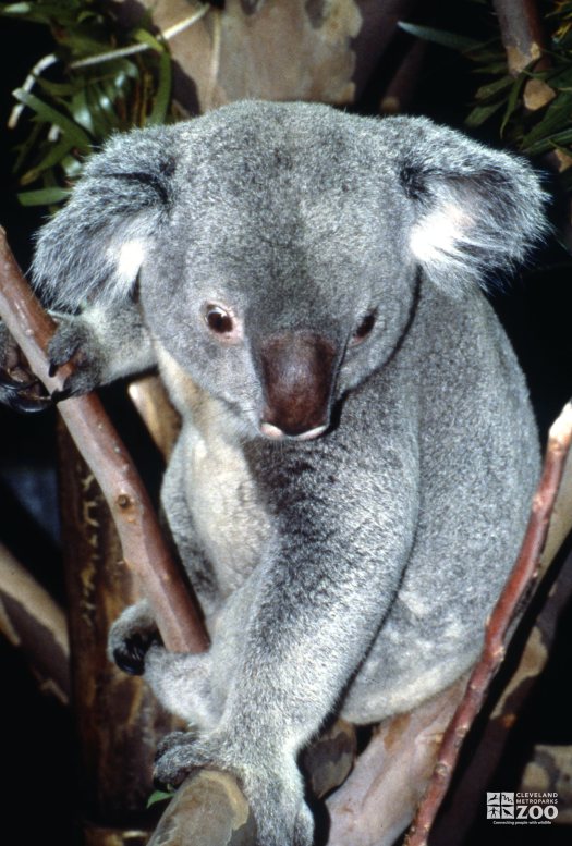 Koala, Queensland Sitting In A Tree