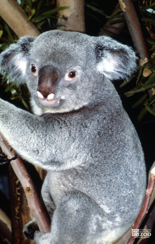 Koala, Queensland Up Close  