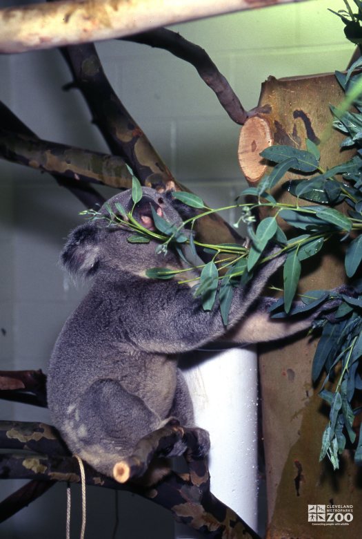 Koala, Queensland Eating Eucalyptus 3