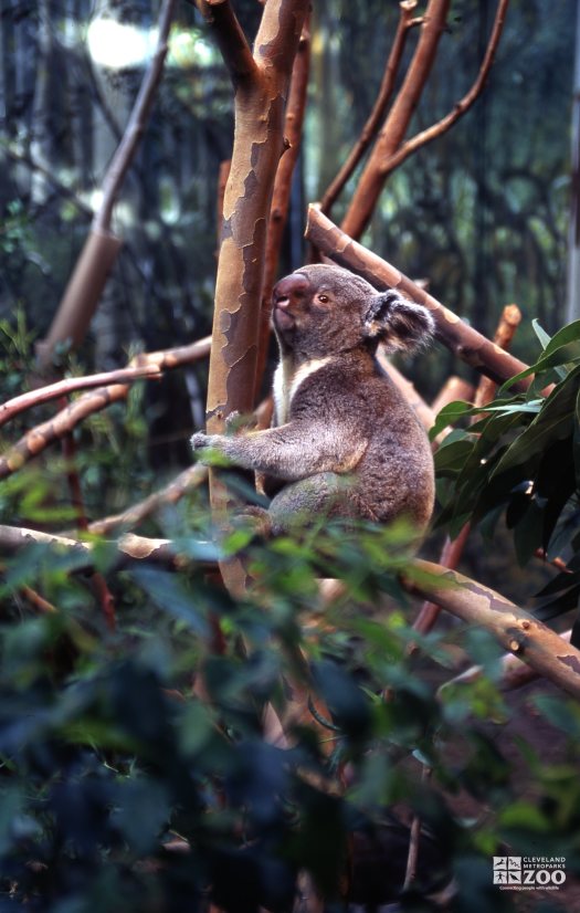 Koala, Queensland Hugging A Branch