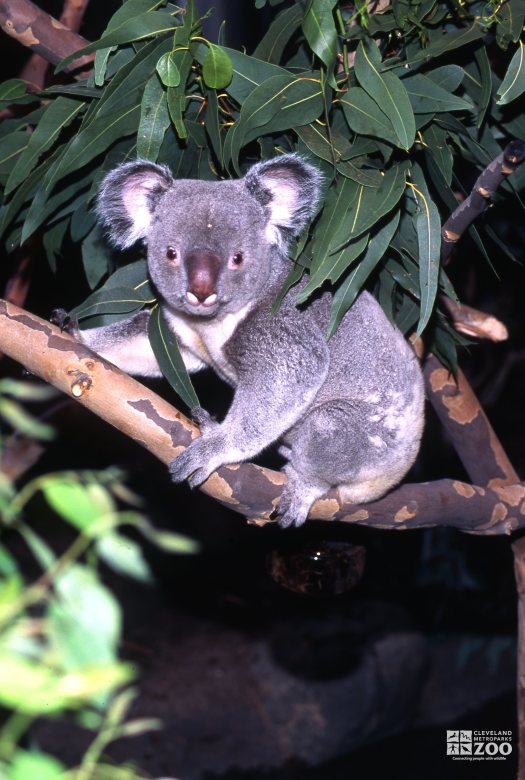 Koala, Queensland Walking On Branch