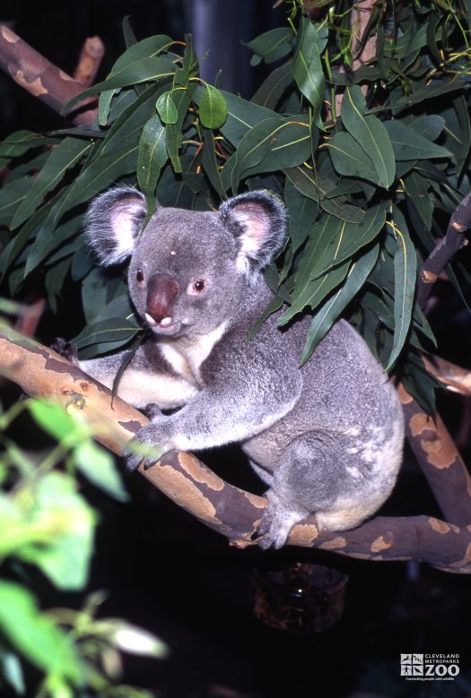 Koala, Queensland Walking On Branch 2