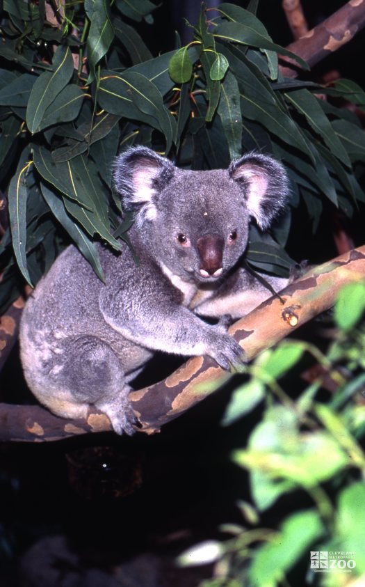 Koala, Queensland Hiding Under The Eucalyptus 2