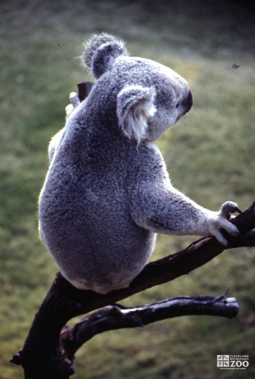 Koala, Queensland From Behind 2