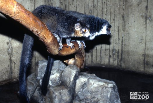 Mongoose Lemurs Sitting On Branch