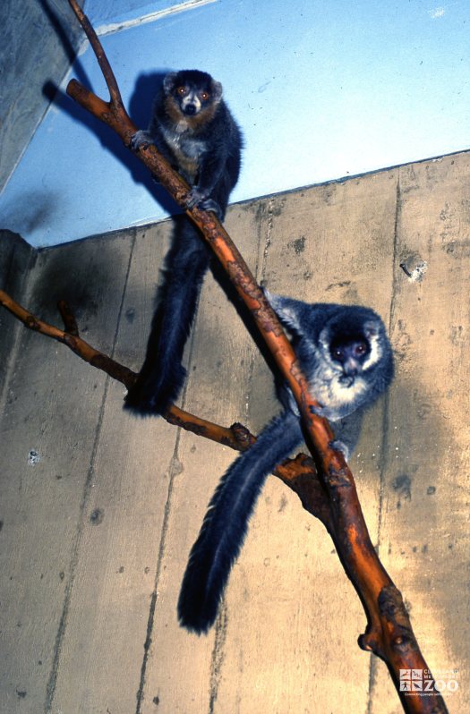 Mongoose Lemurs Looking Down