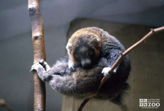 Mongoose Lemur Curled In A Ball
