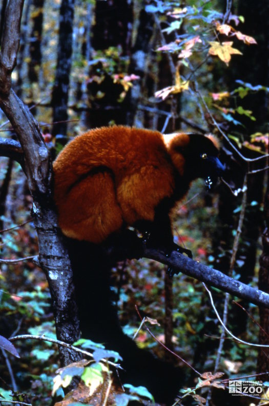 Red-Ruffed Lemur Side View