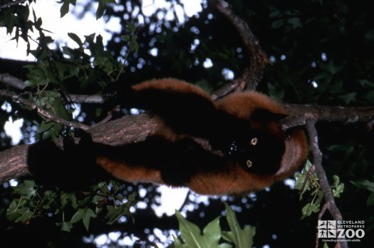 Red-Ruffed Lemur Hanging Up Side Down