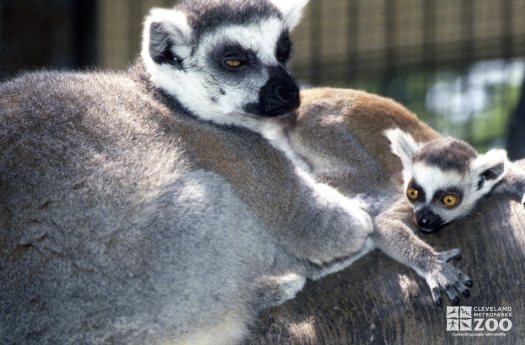 Ring-Tailed Lemur Mom and Young Lemur