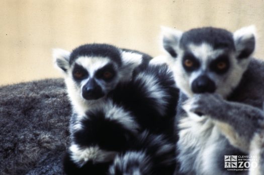 Ring-Tailed Lemur Pair Of Lemurs