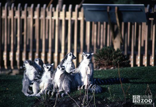 Ring-Tailed Lemurs 6 Sitting In Grass