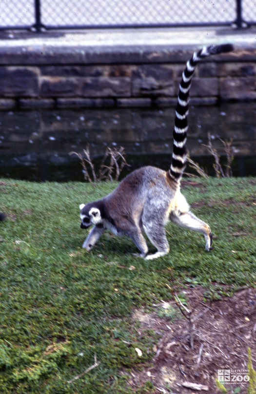 Ring-Tailed Lemur Walking In Grass