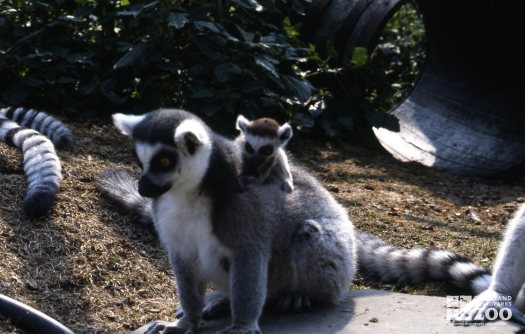 Ring-Tailed Lemur Mom With Baby On Her Back