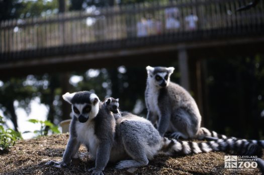 Ring-Tailed Lemurs Pair With Baby 2