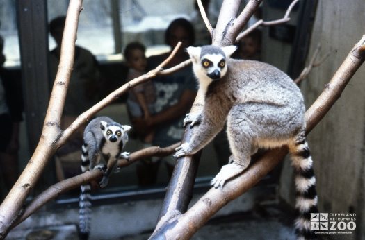 Ring-Tailed Lemurs In Tree