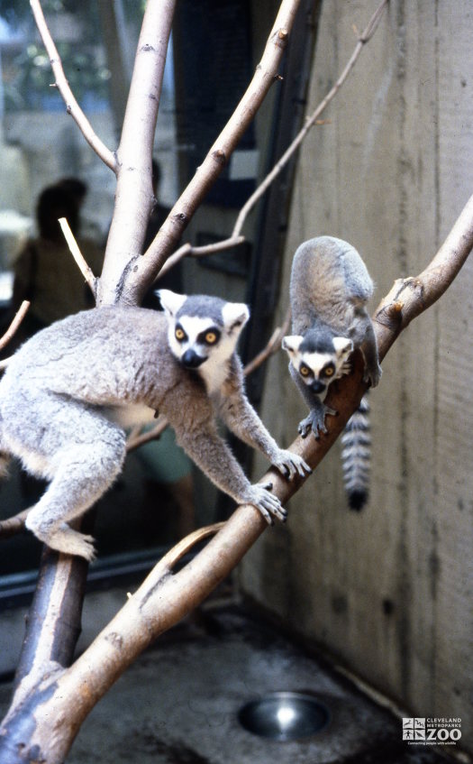 Ring-Tailed Lemurs In Tree 2