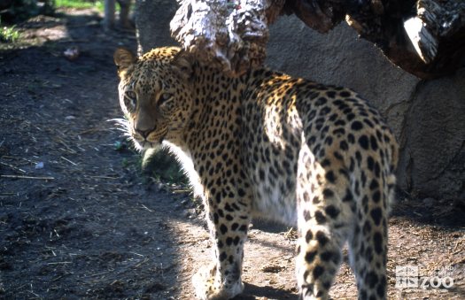 Persian Leopard Side View