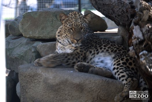 Persian Leopard Laying On Rock
