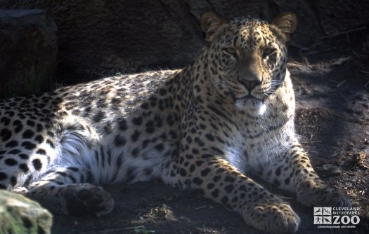 Persian Leopard Up Close