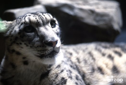 Snow Leopards Up Close Of Face