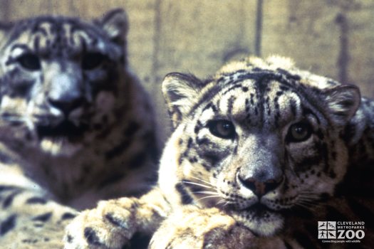 Snow Leopards Up Close 2