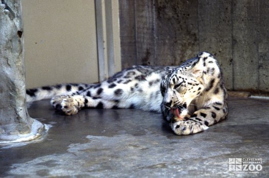 Snow Leopard Cleaning Paws