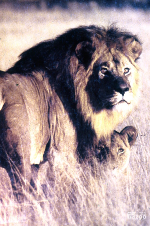 Lions, African In The Bush 