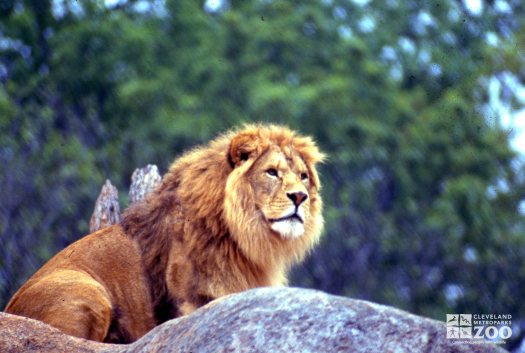 Lion, African Sitting On A Rock