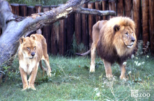 Lion and Lioness, African Walking