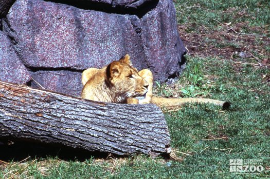 Lioness, African Laying Behind Log