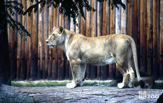 Lioness, African Up Close Side View