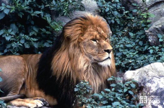 Lion, African Laying In The Grass