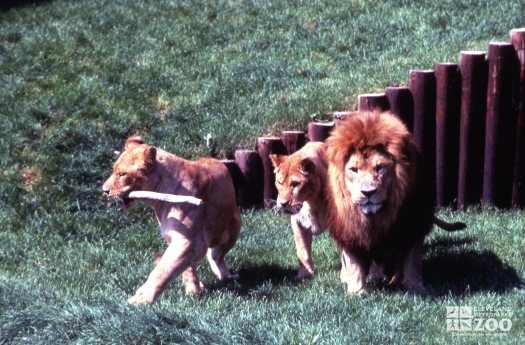 Lion, African With 2 Lioness Playing