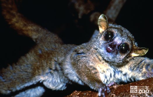 Coqueril's Mouse Lemur 