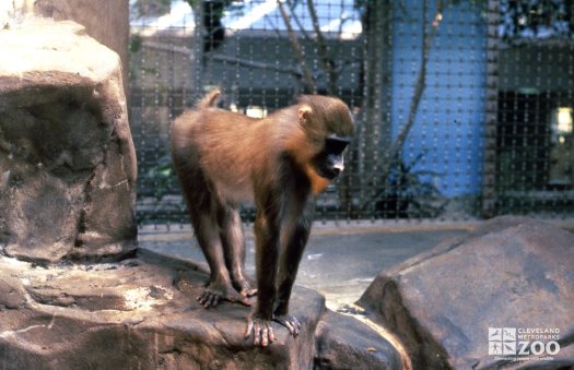 Mandrill Standing On Rock