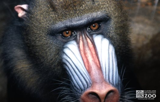 Mandrill, Close Up Of Face