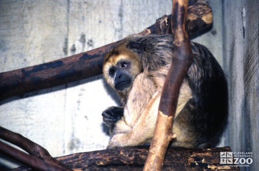 Monkey, Black Howler Sitting On Branch