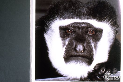 Colobus Monkey, Up Close Of Face