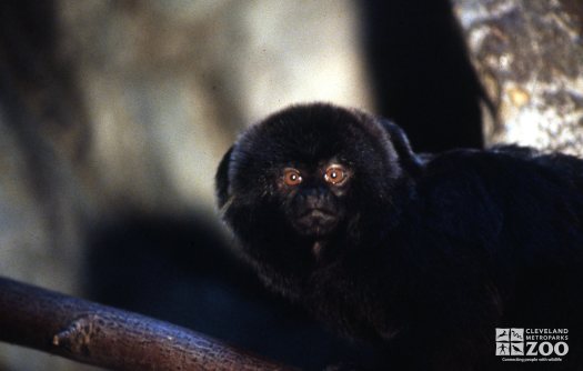 Monkey, Goeldi's  Up Close Of Face