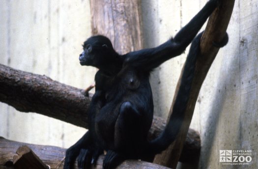 Robust Black Spider Monkey Sitting On Branch