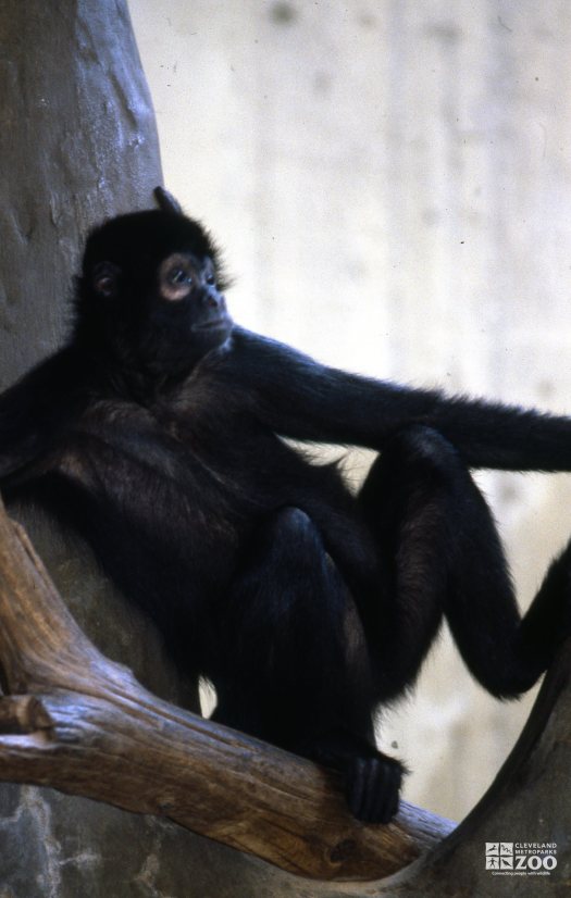 Robust Black Spider Monkey Relaxing